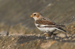 Sněhule severní ( Plectrphenax nivalis )