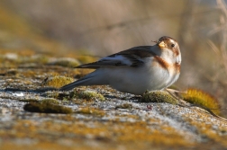 Sněhule severní ( Plectrphenax nivalis )