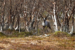 Sob polární  ( Rangifer tarandus )