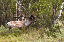 Sob polární  ( Rangifer tarandus )