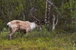 Sob polární  ( Rangifer tarandus )