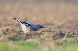 Sojka obecná  ( Garrulus glandarius )