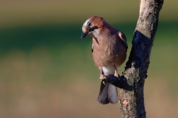 Sojka obecná  ( Garrulus glandarius  )