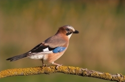 Sojka obecná  ( Garrulus glandarius  )