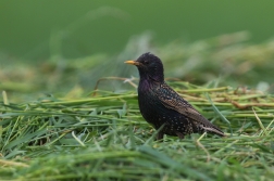 Špaček obecný  ( Sturnus vulgaris )