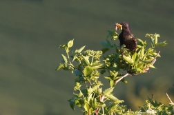 Špaček obecný  ( Sturnus vulgaris )