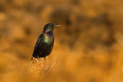 Špaček obecný  ( Sturnus vulgaris )