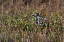 Špaček obecný  ( Sturnus vulgaris )