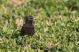 Špaček obecný  ( Sturnus vulgaris )