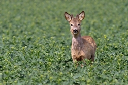 Srnec obecný ( Capreolus capreolus )