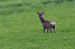 Srnec obecný ( Capreolus capreolus )