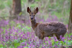 Srnec obecný ( Capreolus capreolus )