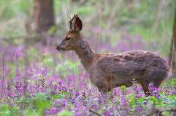 Srnec obecný ( Capreolus capreolus )