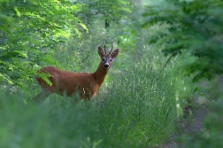 Srnec obecný ( Capreolus capreolus )