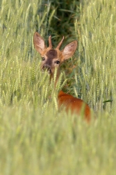 Srnec obecný ( Capreolus capreolus )