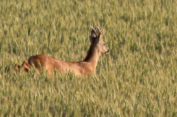 Srnec obecný ( Capreolus capreolus )