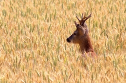 Srnec obecný ( Capreolus  capreolus )