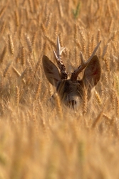 Srnec obecný ( Capreolus capreolus )