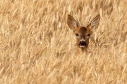 Srnec obecný ( Capreolus capreolus )