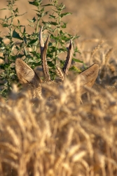 Srnec obecný ( Capreolus capreolus )