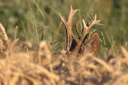 Srnec obecný ( Capreolus capreolus )