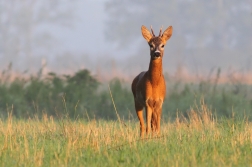 Srnec obecný ( Capreolus capreolus )