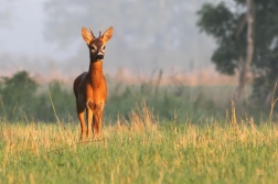 Srnec obecný ( Capreolus capreolus )