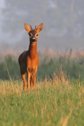 Srnec obecný ( Capreolus capreolus )