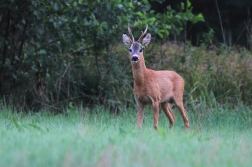 Srnec obecný  ( Capreolus capreolus )