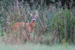 Srnec obecný  ( Capreolus capreolus )