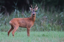 Srnec obecný  ( Capreolus capreolus )