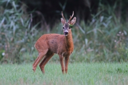 Srnec obecný  ( Capreolus capreolus )