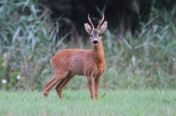 Srnec obecný  ( Capreolus capreolus )