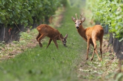 Srnec obecný ( Capreolus capreolus )