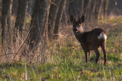 Srnec obecný  ( Capreolus capreolus )