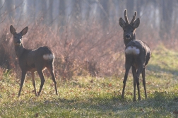 Srnec obecný  ( Capreolus capreolus )