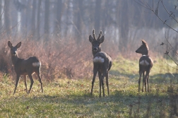 Srnec obecný  ( Capreolus capreolus )