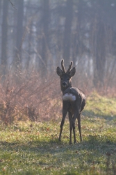 Srnec obecný  ( Capreolus capreolus )