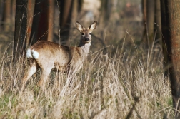 Srnec obecný  ( Capreolus capreolus )