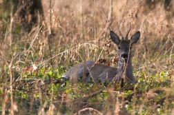 Srnec obecný  ( Capreolus capreolus )