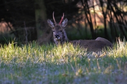 Srnec obecný  ( Capreolus capreolus )