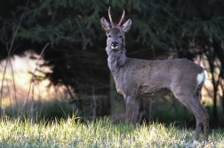 Srnec obecný  ( Capreolus capreolus )