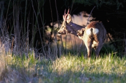 Srnec obecný  ( Capreolus capreolus )