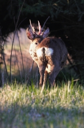 Srnec obecný  ( Capreolus capreolus )