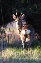 Srnec obecný  ( Capreolus capreolus )