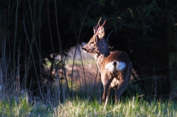 Srnec obecný  ( Capreolus capreolus )