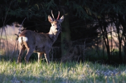 Srnec obecný  ( Capreolus capreolus )