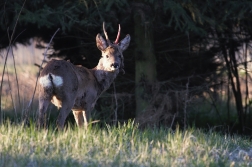 Srnec obecný  ( Capreolus capreolus )