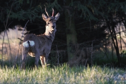 Srnec obecný  ( Capreolus capreolus )