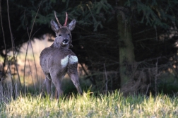 Srnec obecný  ( Capreolus capreolus )